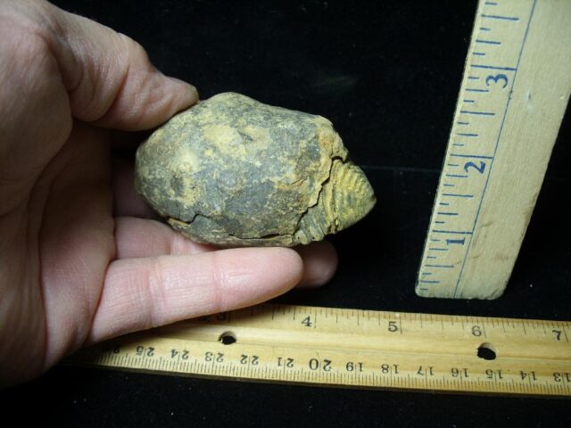 Fossilized Trilobite – Calymene tristani (121322w) - Image 2
