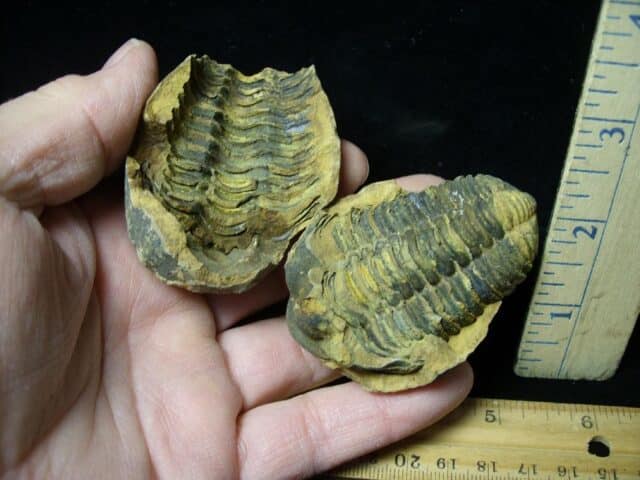 Fossilized Trilobite – Calymene tristani (121322w)