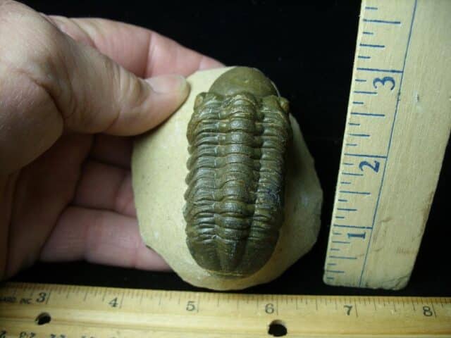 Fossilized Trilobite – REEDOPS  (121422c)