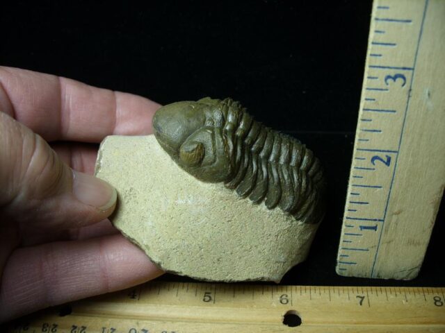 Fossilized Trilobite – REEDOPS  (121422c) - Image 2