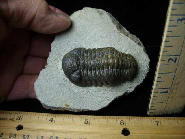 Fossilized Trilobite – Boeckops (121422e)