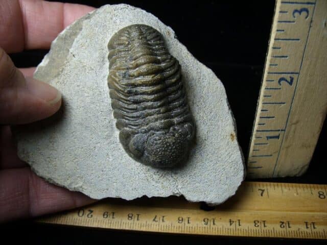 Fossilized Trilobite – Boeckops (121422e) - Image 2