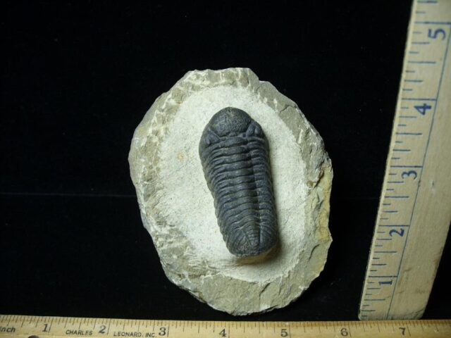Fossilized Trilobite – REEDOPS  (121422g)