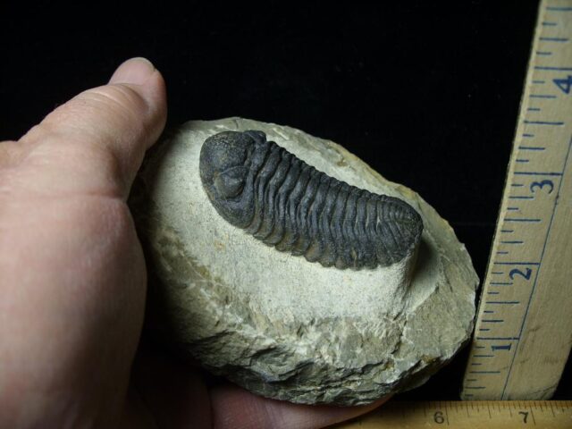 Fossilized Trilobite – REEDOPS  (121422g) - Image 2