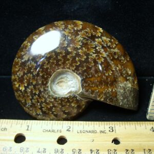 Ammonite with Suture Patterns (121422n)