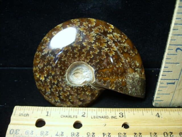 Ammonite with Suture Patterns (121422n)
