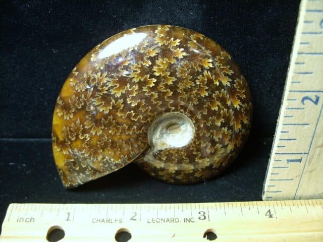 Ammonite with Suture Patterns (121422n) - Image 2