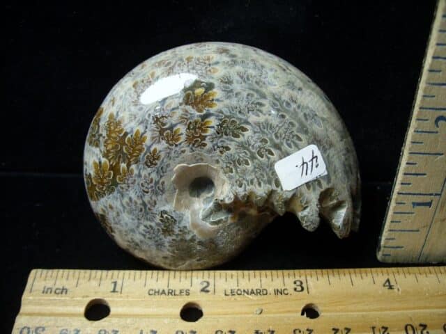 Whole Polished Ammonite (121422p - Image 2
