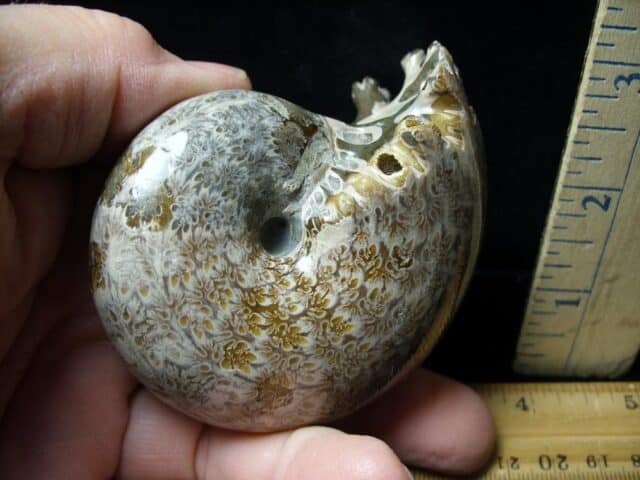 Whole Polished Ammonite (121422p