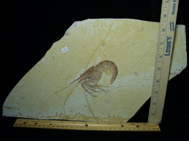 Large Fossil Shrimp Specimen (121422s) - Image 2
