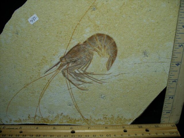 Large Fossil Shrimp Specimen (121422s)