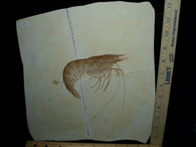 Very Large Fossil Shrimp Specimen (121422w)...* “SPECIAL – BELOW DEALER COST ” *.. - Image 2