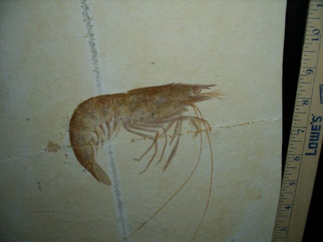 Very Large Fossil Shrimp Specimen (121422w)...* “SPECIAL – BELOW DEALER COST ” *..