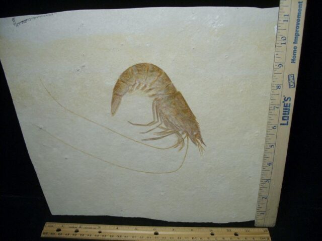 Very Large Fossil Shrimp Specimen (121522c)* “SPECIAL – BELOW DEALER COST ” *..