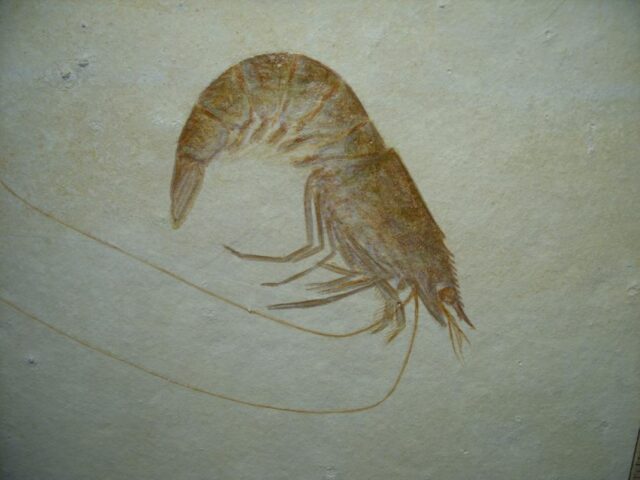Very Large Fossil Shrimp Specimen (121522c)* “SPECIAL – BELOW DEALER COST ” *.. - Image 2