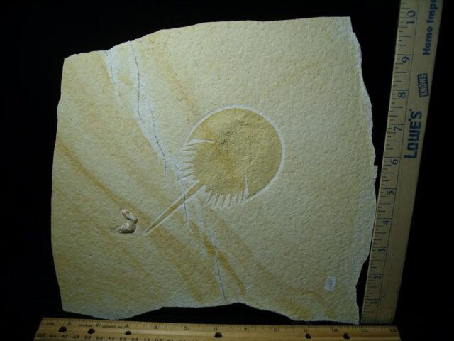 Solnhofen Fossil Horseshoe Crab  (121522e) - Image 2