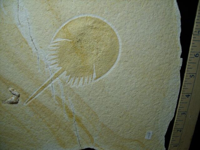 Solnhofen Fossil Horseshoe Crab  (121522e)