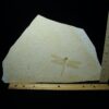 Large Fossilized “Dragonfly ” in Matrix  (121522f) - Image 2