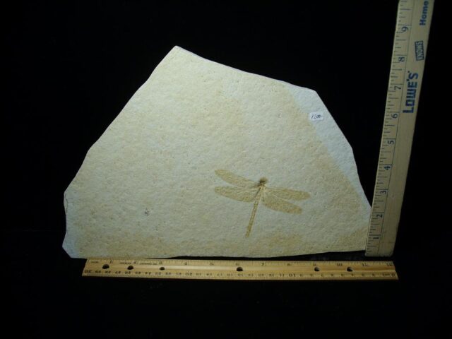Large Fossilized “Dragonfly ” in Matrix  (121522f) - Image 2