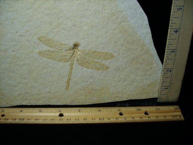 Large Fossilized “Dragonfly ” in Matrix  (121522f)