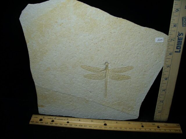 Large Fossilized “Dragonfly ” in Matrix  (121522g)