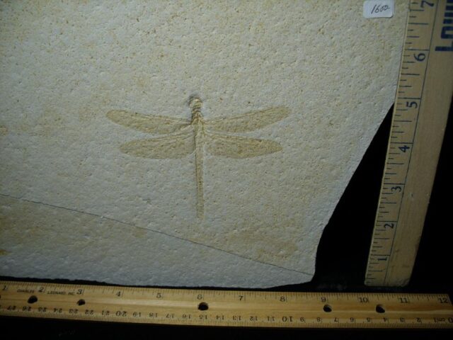 Large Fossilized “Dragonfly ” in Matrix  (121522g) - Image 2
