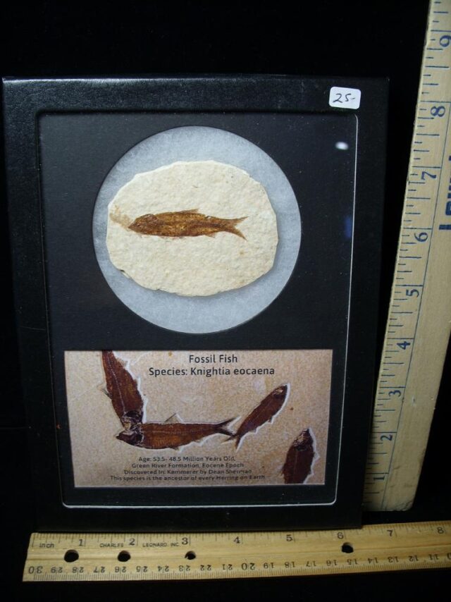 Framed Fossilized  Fish (121522h)
