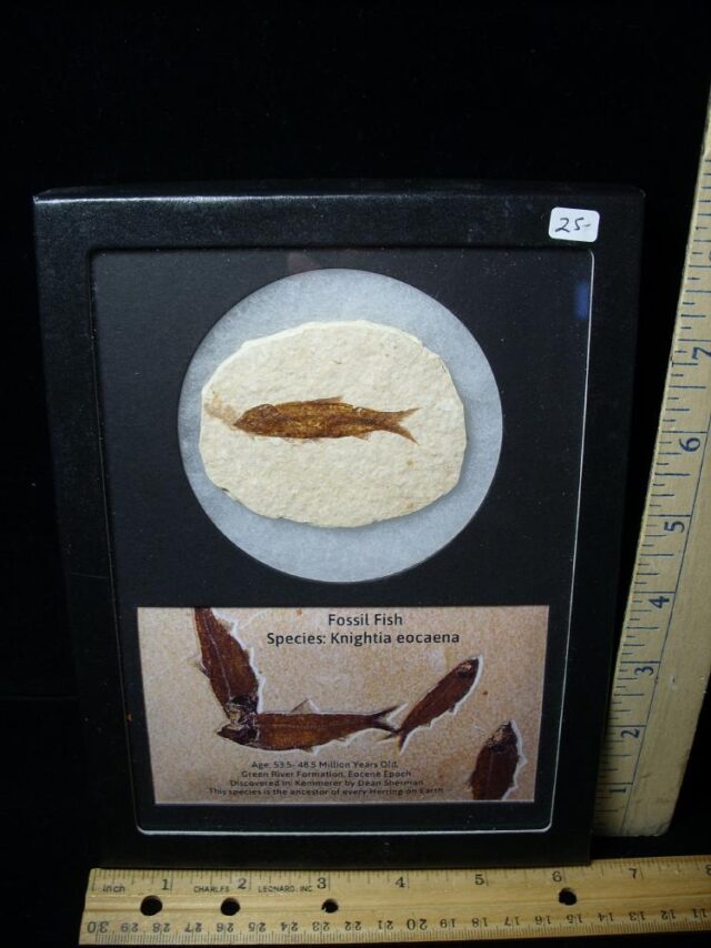 Framed Fossilized  Fish (121522h) - Image 2