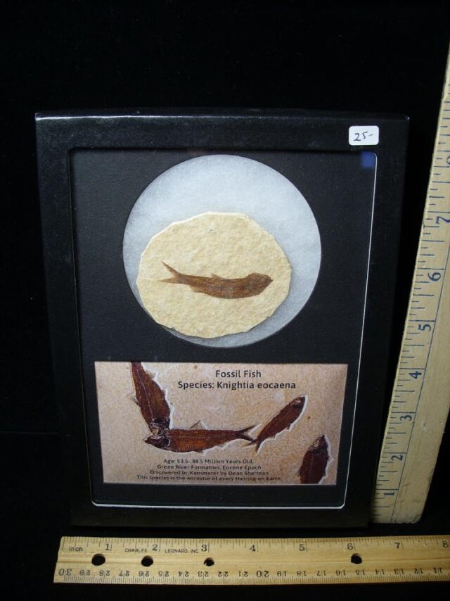 Framed Fossilized  Fish (121522j)