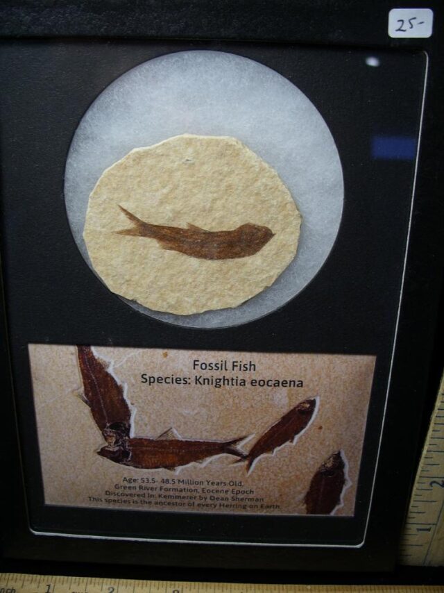 Framed Fossilized  Fish (121522j) - Image 2