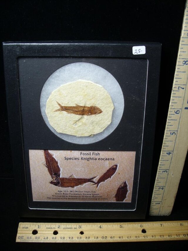 Framed Fossilized  Fish (121522m)