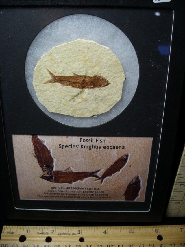 Framed Fossilized  Fish (121522m) - Image 2