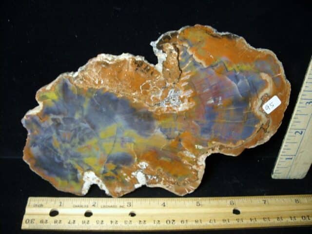 Arizona Petrified Wood (121522n)