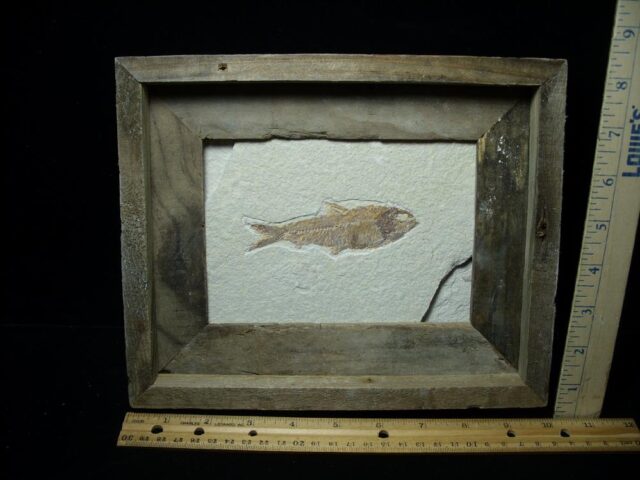 Framed Fossilized “Green River” Fish (121722s)