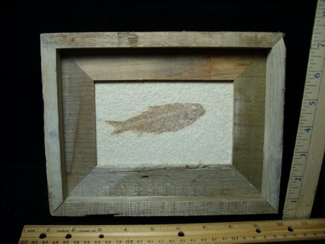 Framed Fossilized “Green River” Fish (121722w)