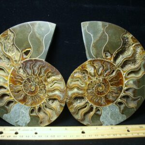 Sliced & Polished Ammonite  (010123c)