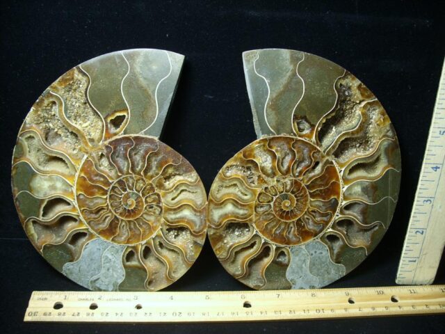 Sliced & Polished Ammonite  (010123c)