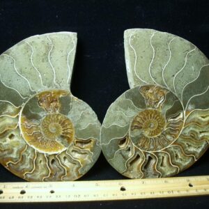 Sliced & Polished Ammonite  (010123d)