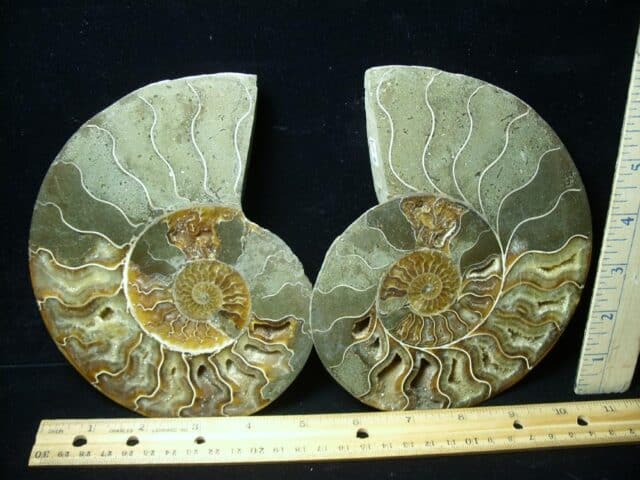 Sliced & Polished Ammonite  (010123d)