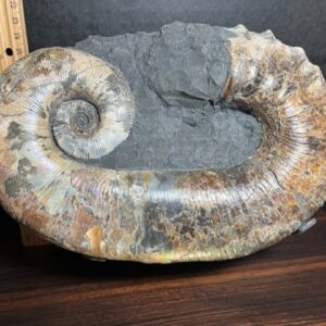 Ancyloceras – Ammonite (012823m)