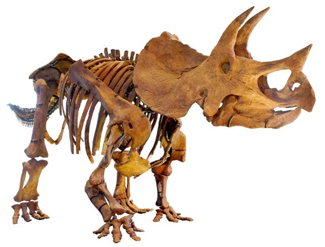Triceratops Brow Horn (010725a)) - Image 2