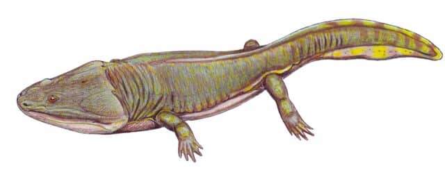 Amphibian Metoposaur Fossil Bone (012423b) - Image 2