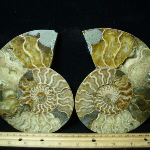 Sliced & Polished Ammonite  (010123e)