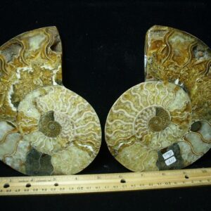 Sliced & Polished Ammonite  (010123g)