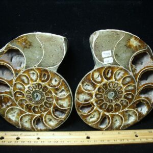 Sliced & Polished Ammonite  (010123h)
