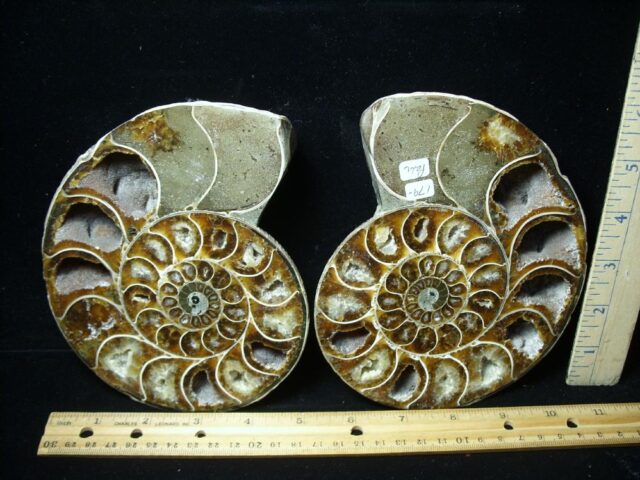 Sliced & Polished Ammonite  (010123h)