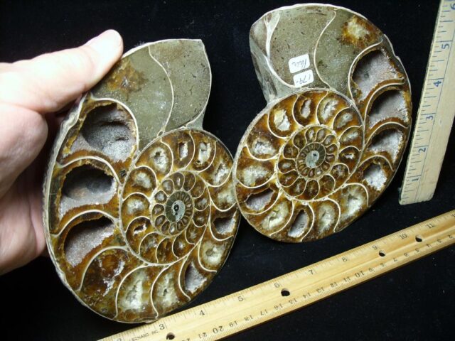 Sliced & Polished Ammonite  (010123h) - Image 2