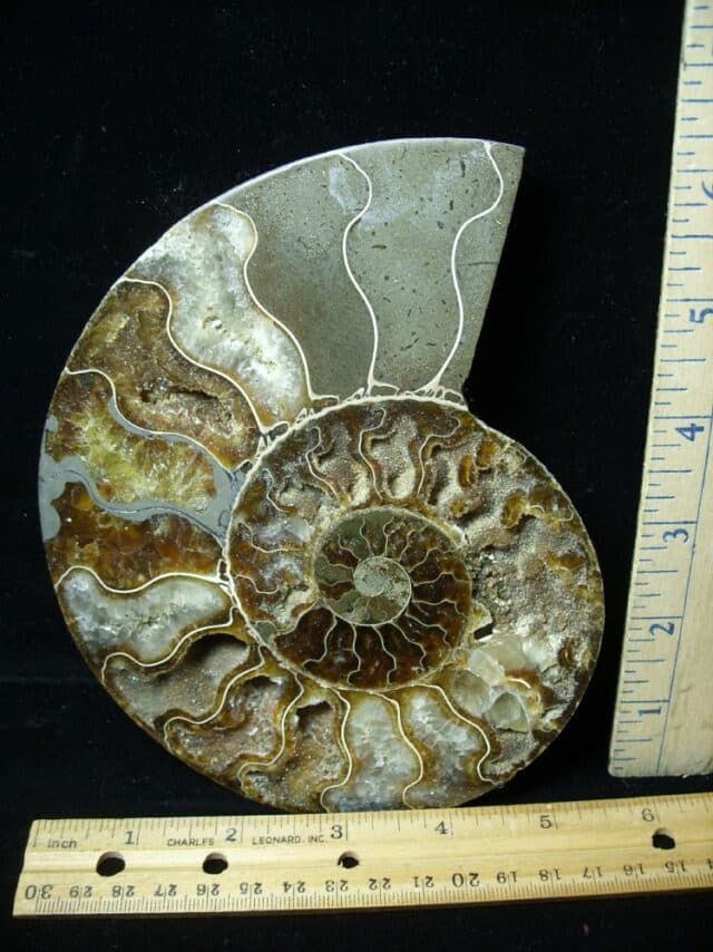 Sliced & Polished Ammonite  (010123j)
