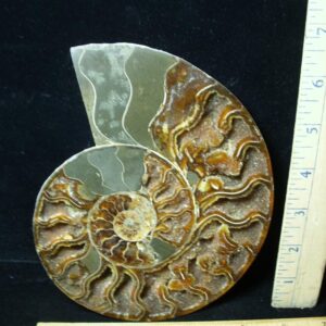 Sliced & Polished Ammonite  (010123k)
