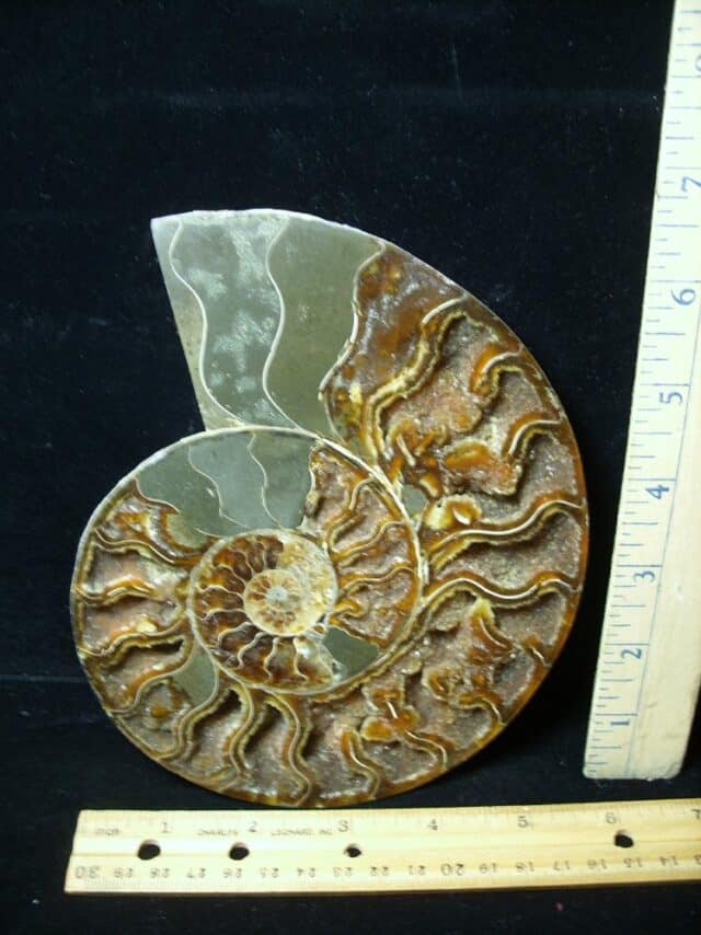 Sliced & Polished Ammonite  (010123k)